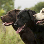 How Long Do Labradors Live?