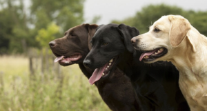 How Long Do Labradors Live?