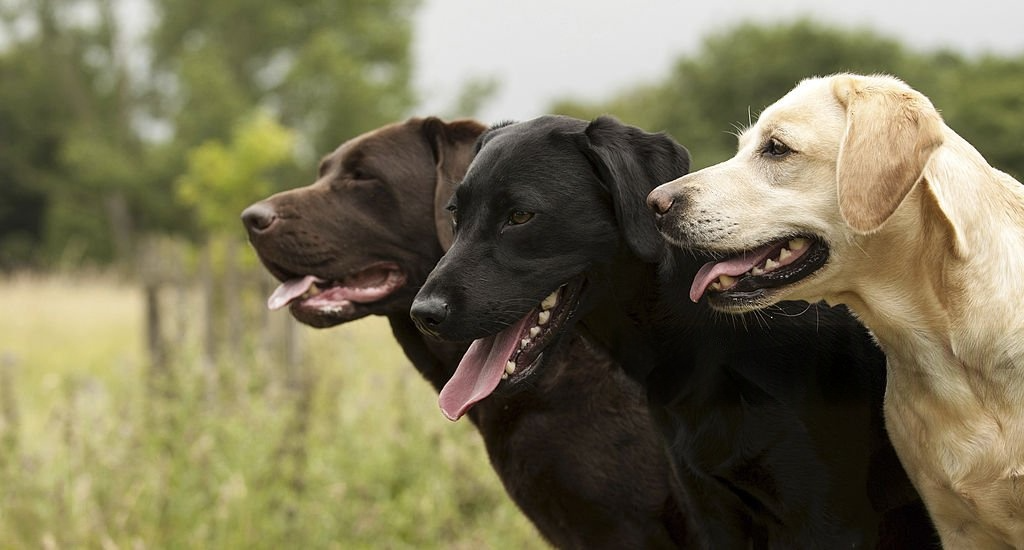 How Long Do Labradors Live?